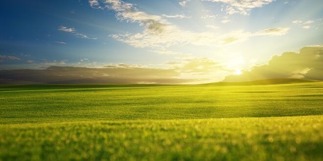 6965017-grass-field-sunrise-wallpaper.jpg