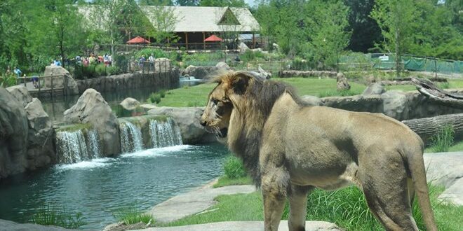 A lion stands on a rock overlooking a waterfall and a grassy enclosure at a zoo. Visitors are visible in the background.