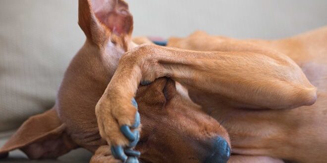 A brown dog covering its eyes with its paws while lying down on a couch.